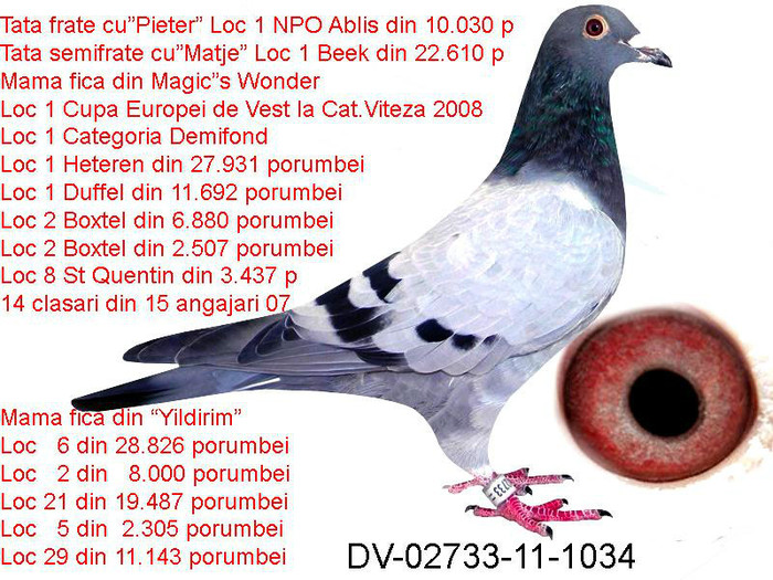 DV-02733-11-1034 - Porumbei Voiajori De Pe Net