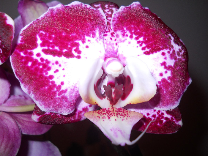 DSCN1533 - orhidee