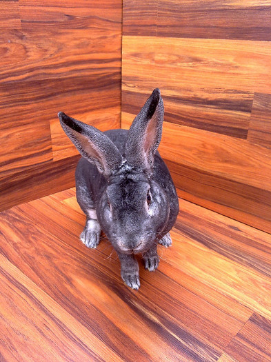 Mascul Rex Chinchilla - Rex Chinchilla