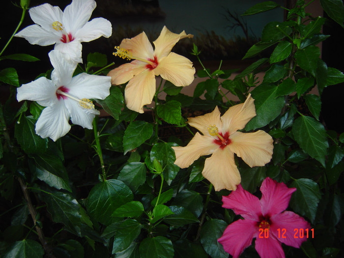 poze 523