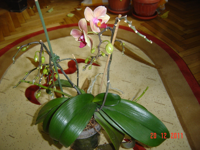 poze 526 - 2012 ORHIDEEA