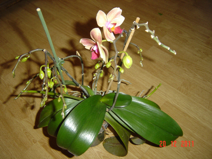 poze 527 - 2012 ORHIDEEA