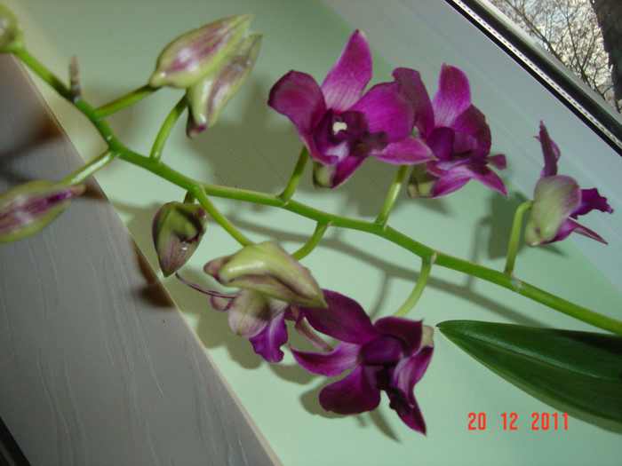 poze 529 - 2012 ORHIDEEA