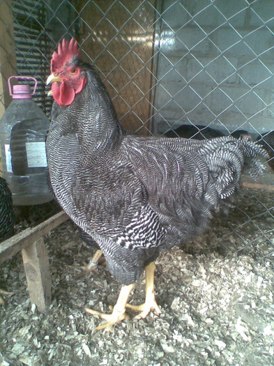 Imag438 - plymouth rock barat