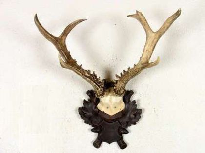 Caprior siberian 1 = 825 de lei; lungimea coarnelor este de 29 de cm
