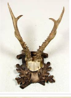 Caprior siberian 2 = 825 de lei; lungimea coarnelor este de 31 de cm
