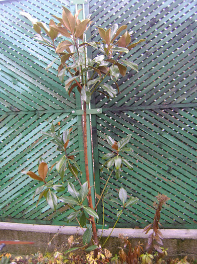 magnolia grandiflora-21 dec 2011