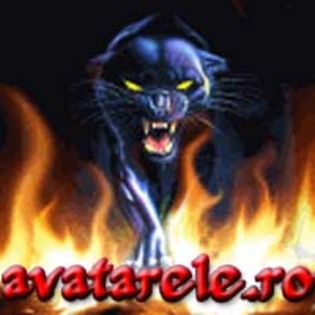 12 - avatare animale