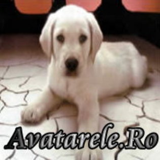 22 - avatare animale