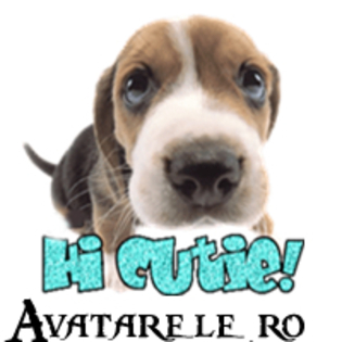 23 - avatare animale