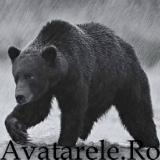 83 - avatare animale