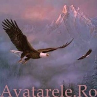 91 - avatare animale