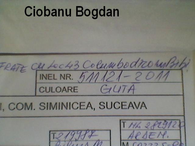 100%licitatie porumbel.sport Ciobanu Bogdan - PEDIGREE