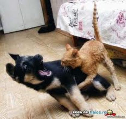 cats and dogs - poze funny