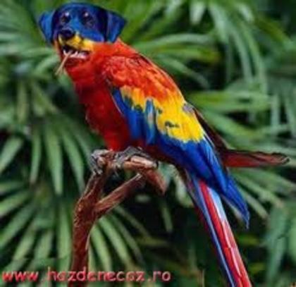 papagal - poze funny