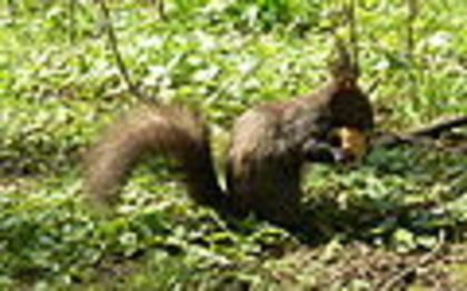 120px-RO-HD-Deva-Park-Squirrel.20080407 - Modul de trai al veveritelor