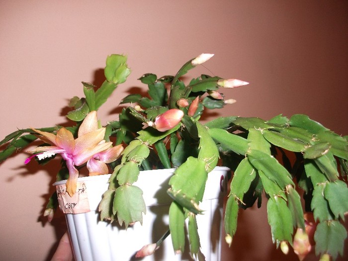 21.12.2011 - Craciunite decembrie