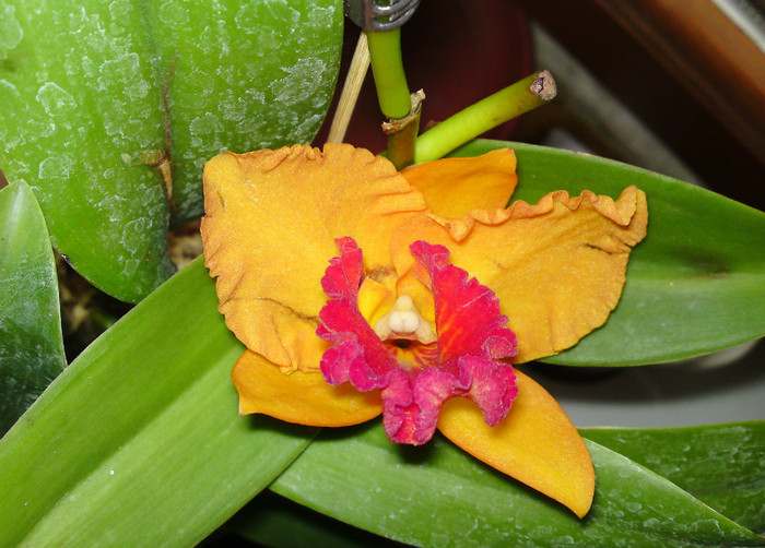 A doua catt - Cattleya