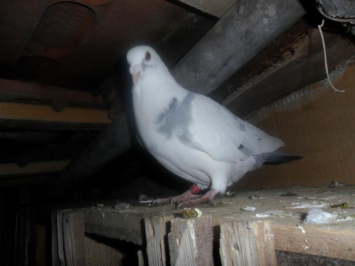 SAM_0278 - porumbeii mei