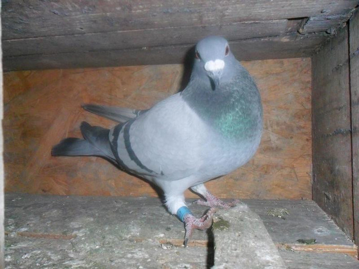 SAM_0282 - porumbeii mei