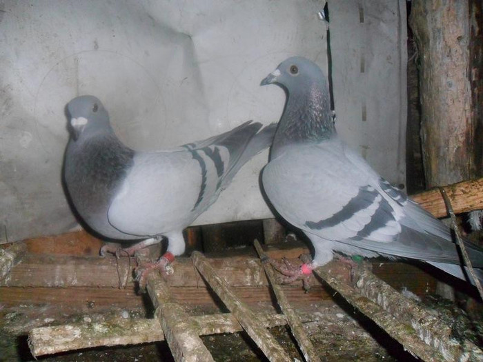 SAM_0283 - porumbeii mei