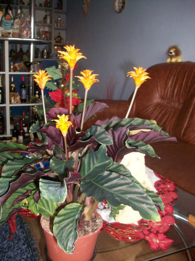 100_4404 - calathea