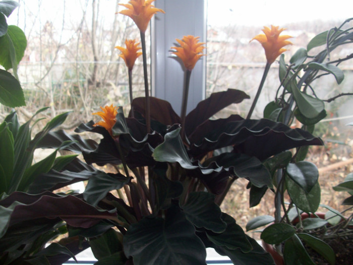 100_4391 - calathea