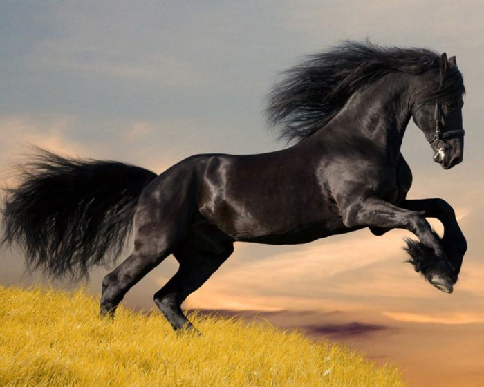 Calul meu ( Maharajah ) - O viata nobila in aventura