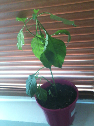 primita de la o scumpa si mare doamna atit de draga mie-multumesc