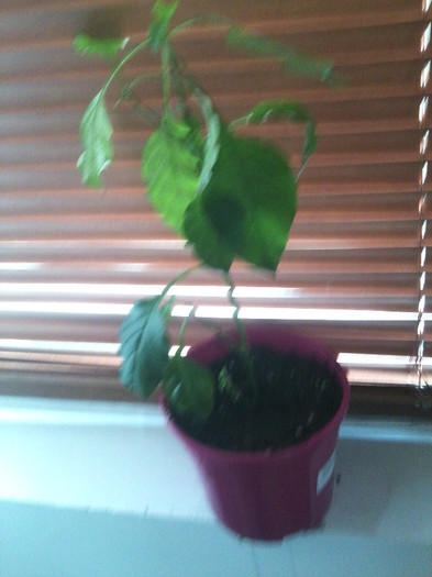 crossandra - floricele-2012