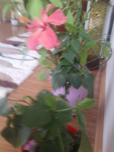 Fotografie2291 - hibiscusi-2012-1