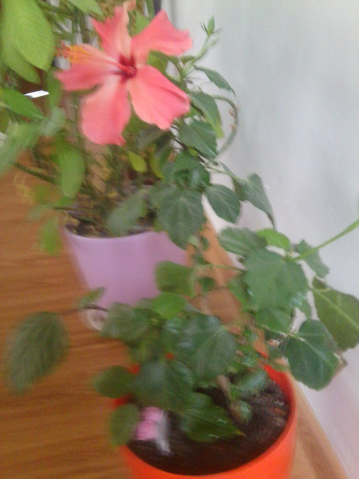 Fotografie2290 - hibiscusi-2012-1