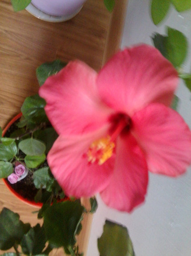 Fotografie2286 - hibiscusi-2012-1