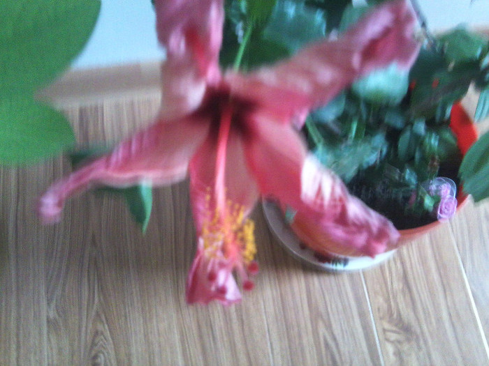 Fotografie2273 - hibiscusi-2012-1