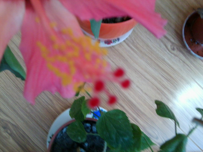 Fotografie2269 - hibiscusi-2012-1