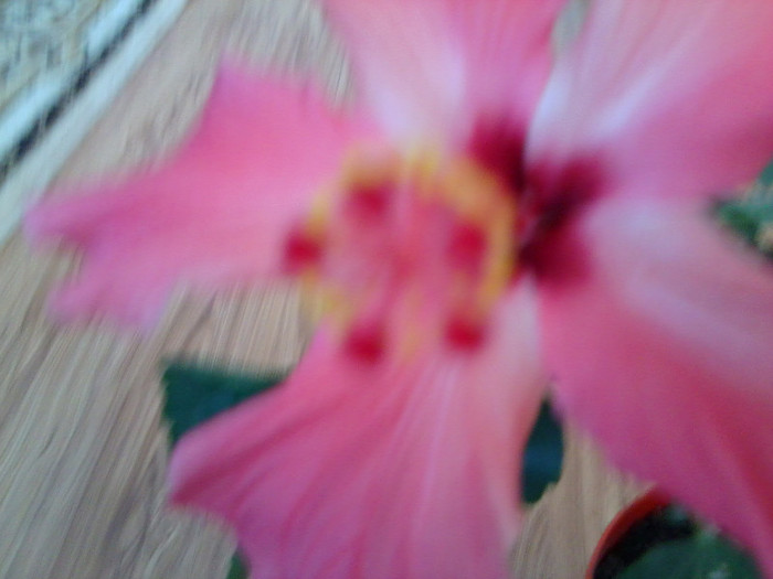 Fotografie2268 - hibiscusi-2012-1