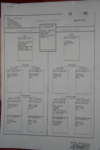 PEDIGREUL OLANDEZULUI DE LA HENK SCHEPENS; AM MAI MULTI FII SI NEPOTI DE LA ACEST MASCUL SUPERB. ESTE FIUL MASCULULUI CHURCHILL A LUI HENK SCHE
