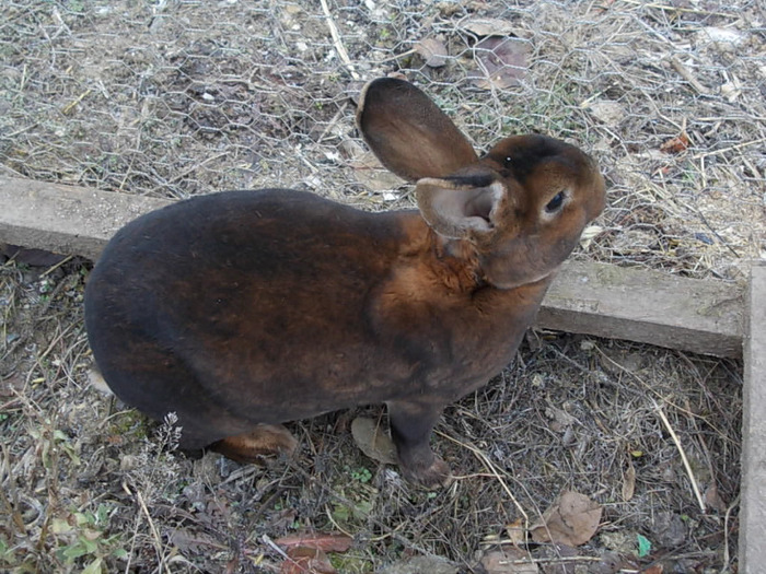 077 - iepuri castor rex ciocolata