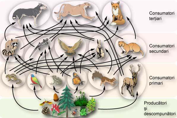 I - Lucrare Sa Pastram Natura 2