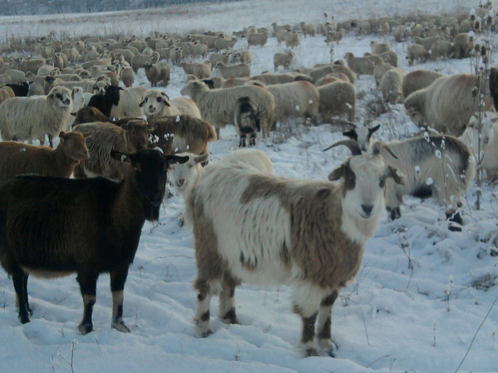 Fotografie0883 - 0      prima zapada 22 12 2011