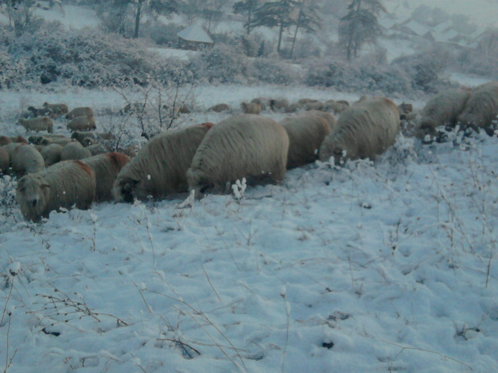 Fotografie0900 - 0      prima zapada 22 12 2011