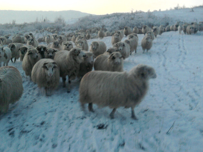 Fotografie0902 - 0      prima zapada 22 12 2011