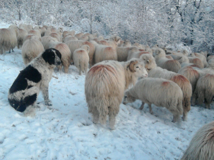 Fotografie0903 - 0      prima zapada 22 12 2011