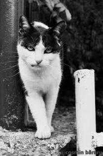 images (63) - Imagini artistice