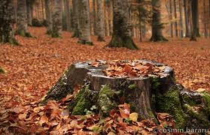 images (68) - Imagini artistice
