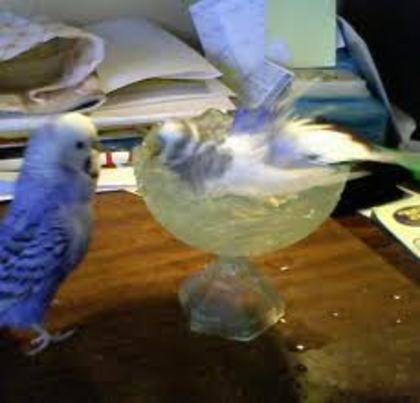 images (69) - Imagini artistice