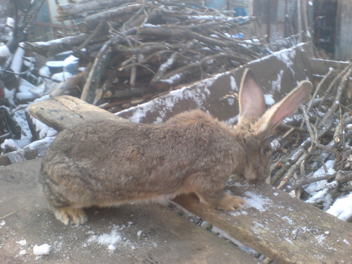 DSC01793 - iepurii