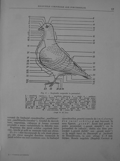 cresterea porumbeilor-peterfi 013