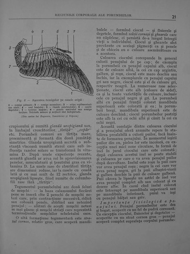 cresterea porumbeilor-peterfi 017 - cresterea porumbeilor stefan peterfi