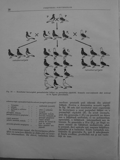 cresterea porumbeilor-peterfi 034 - cresterea porumbeilor stefan peterfi